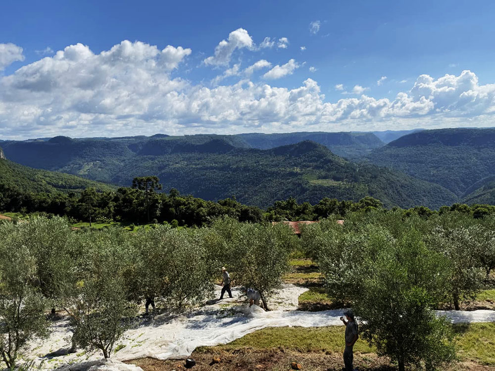Festival do Azeite acontece em Gramado