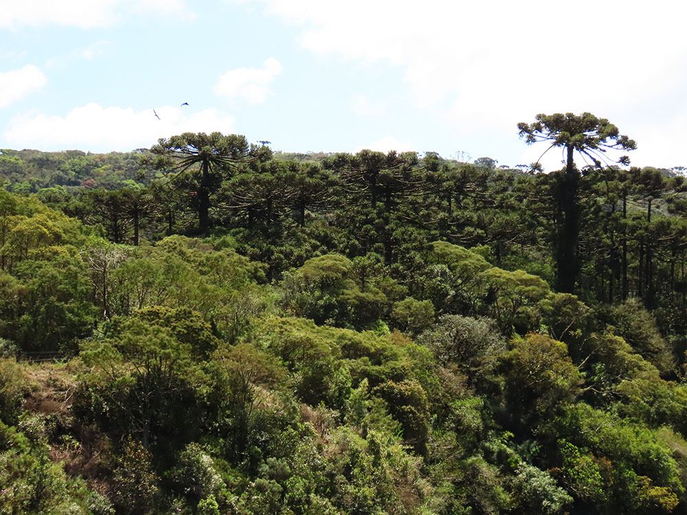 Manter a floresta de pé é a principal estratégia do Brasil para mitigar as mudanças climáticas